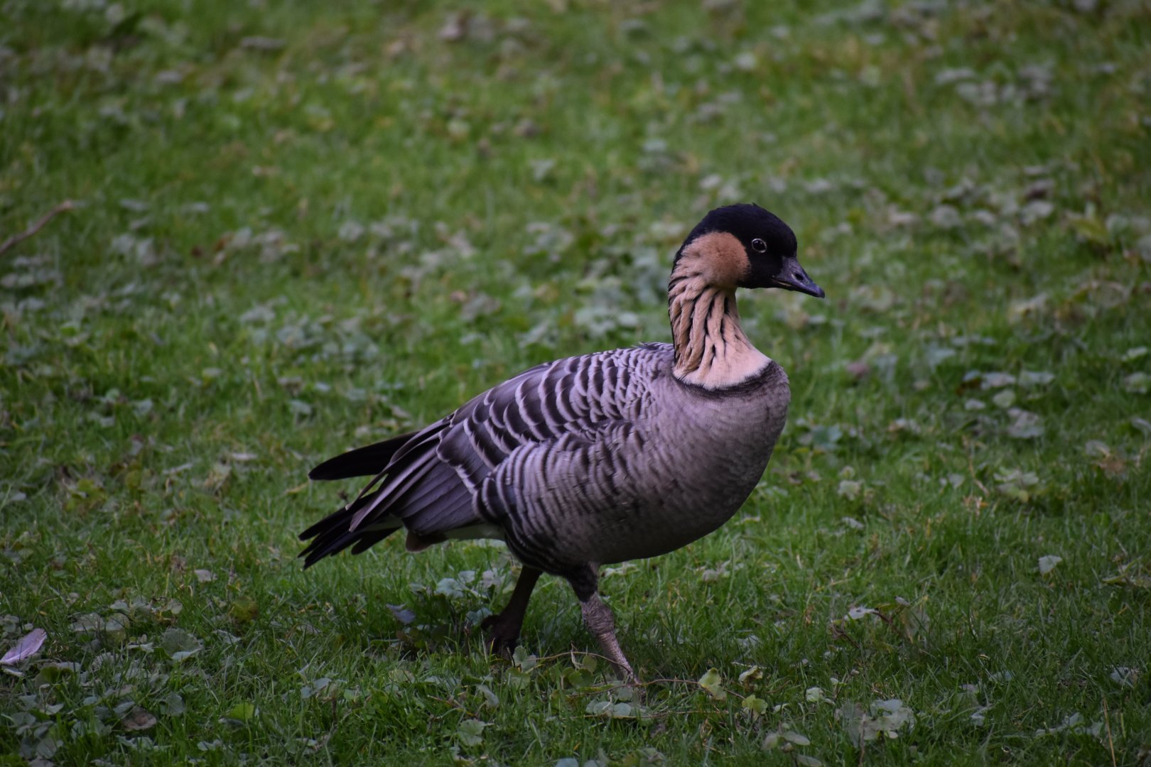 Branta sandvicensis - Nene