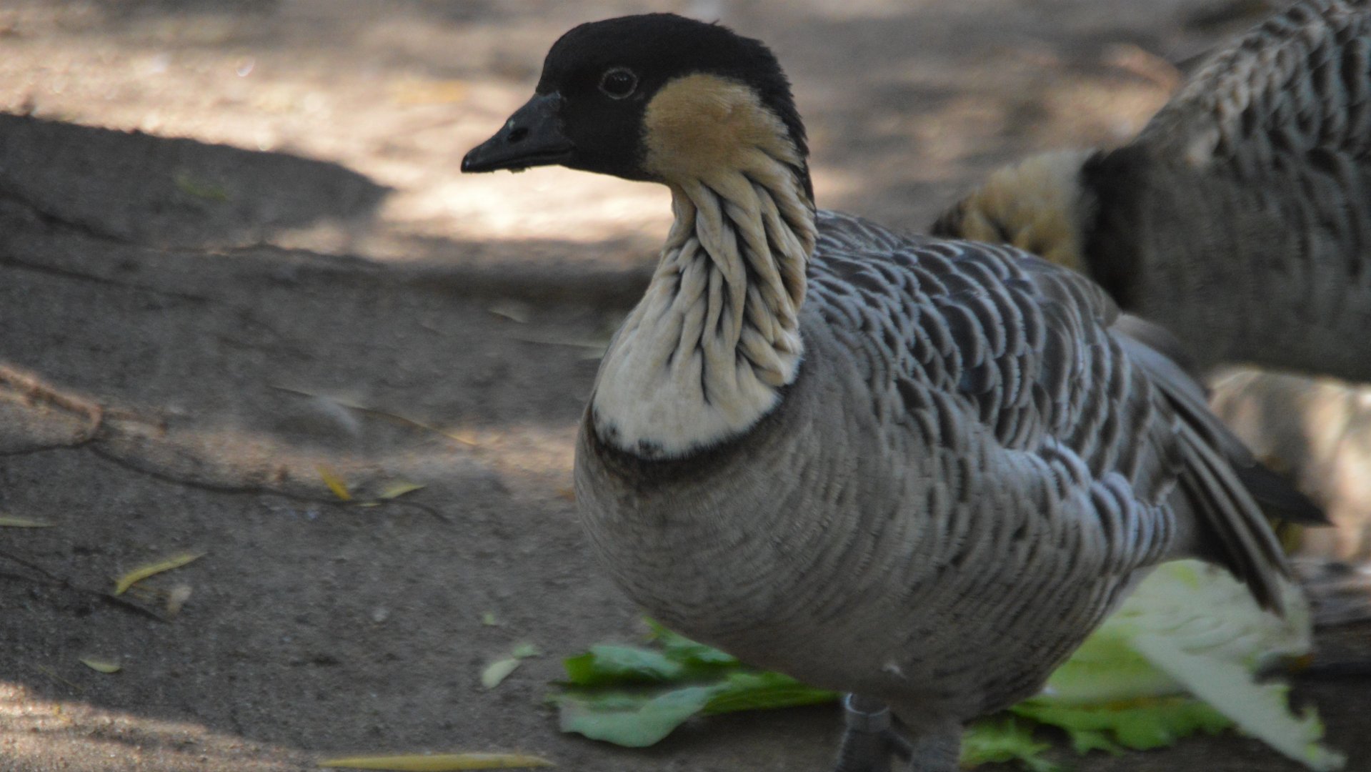 Branta sandvicensis