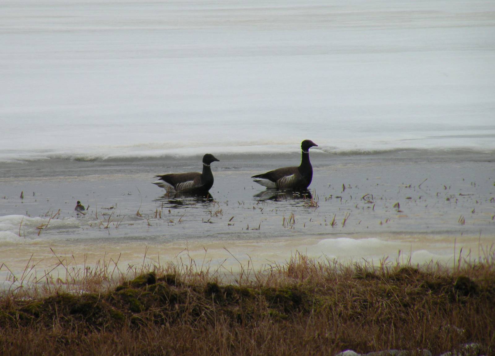 Brants and Red-necked Phalarope
