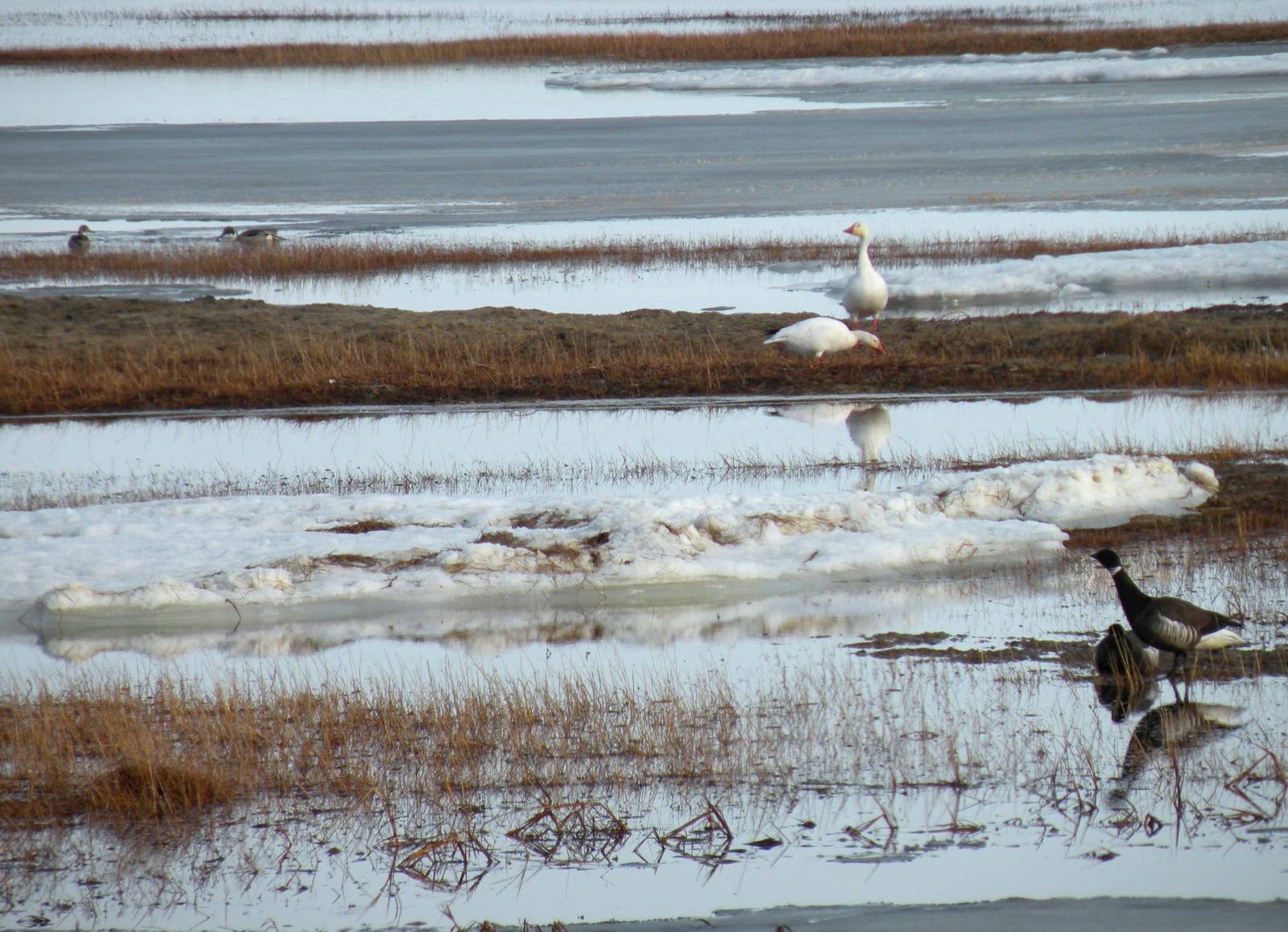 Brants - Snow Geese - Northern Pintails