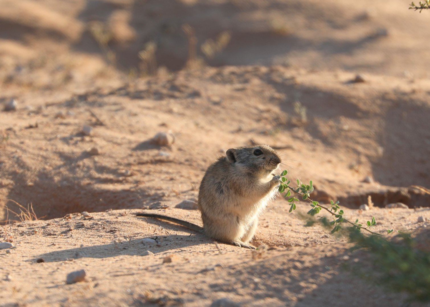 Brants's Whistling Rat (Parotomys brantsii)