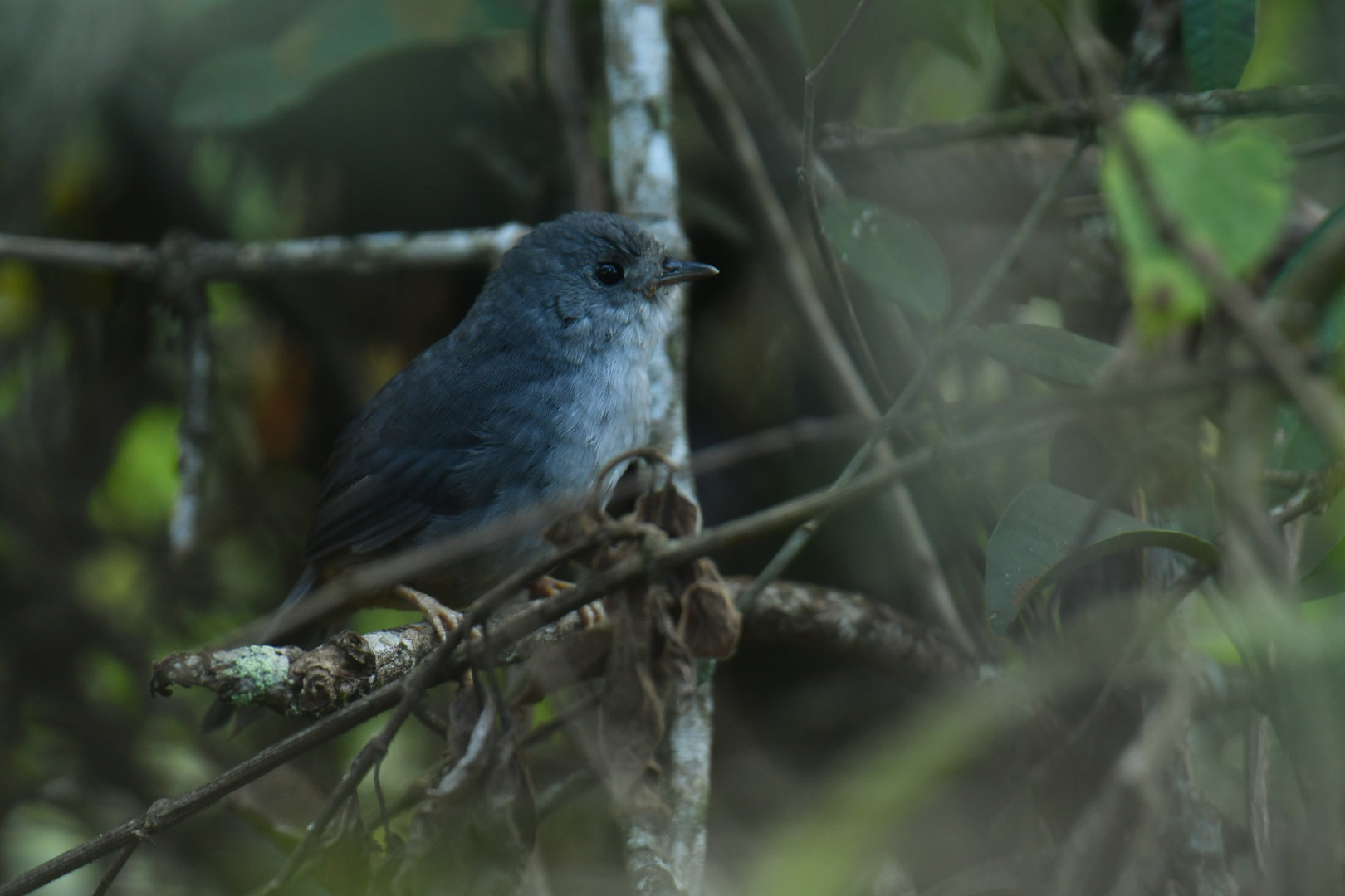 Brasilia Tapaculo Scytalopus novacapitalis
