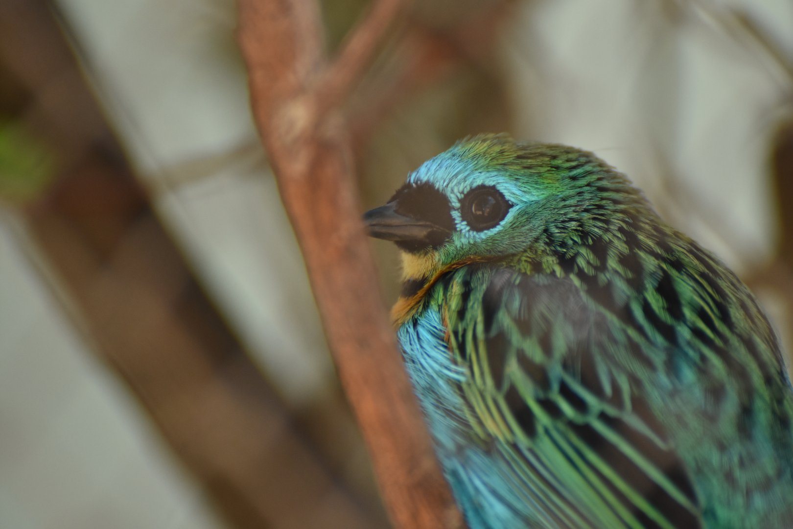 Brassy-breasted Tanager (Tangara desmaresti)