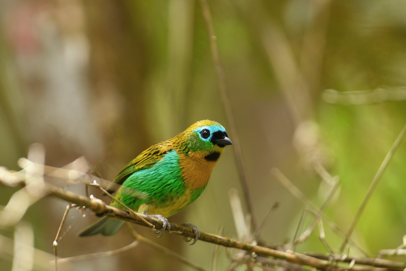 Brassy-breasted Tanager (Tangara desmaresti)