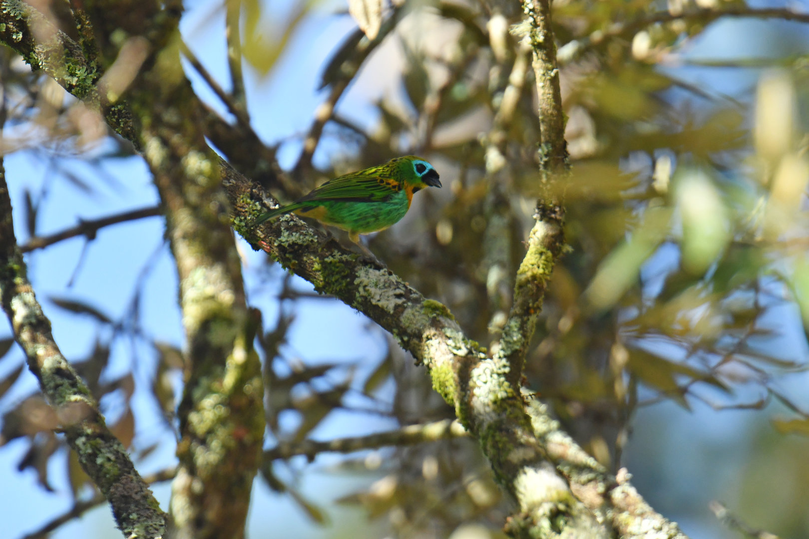 Brassy-breasted Tanager Tangara desmaresti