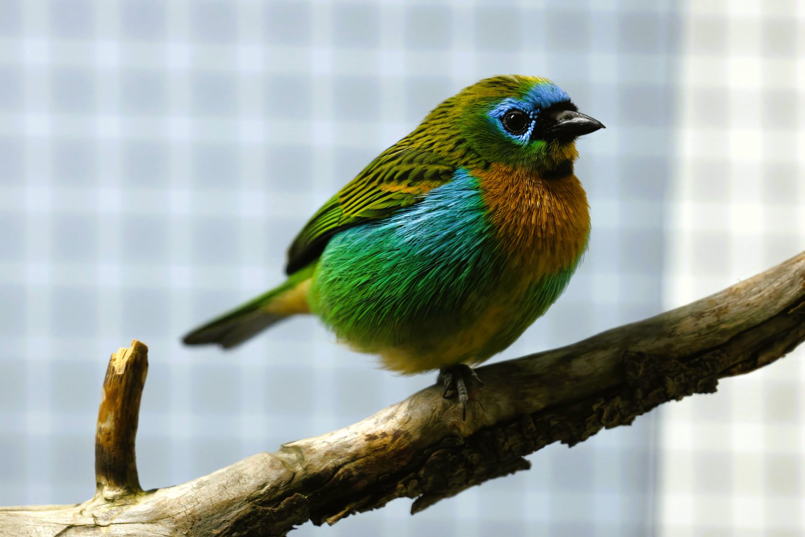 Brassy-breasted tanager