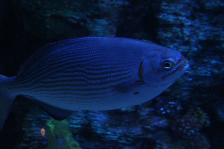 Brassy chub (Kyphosus vaigiensis) - BXSea