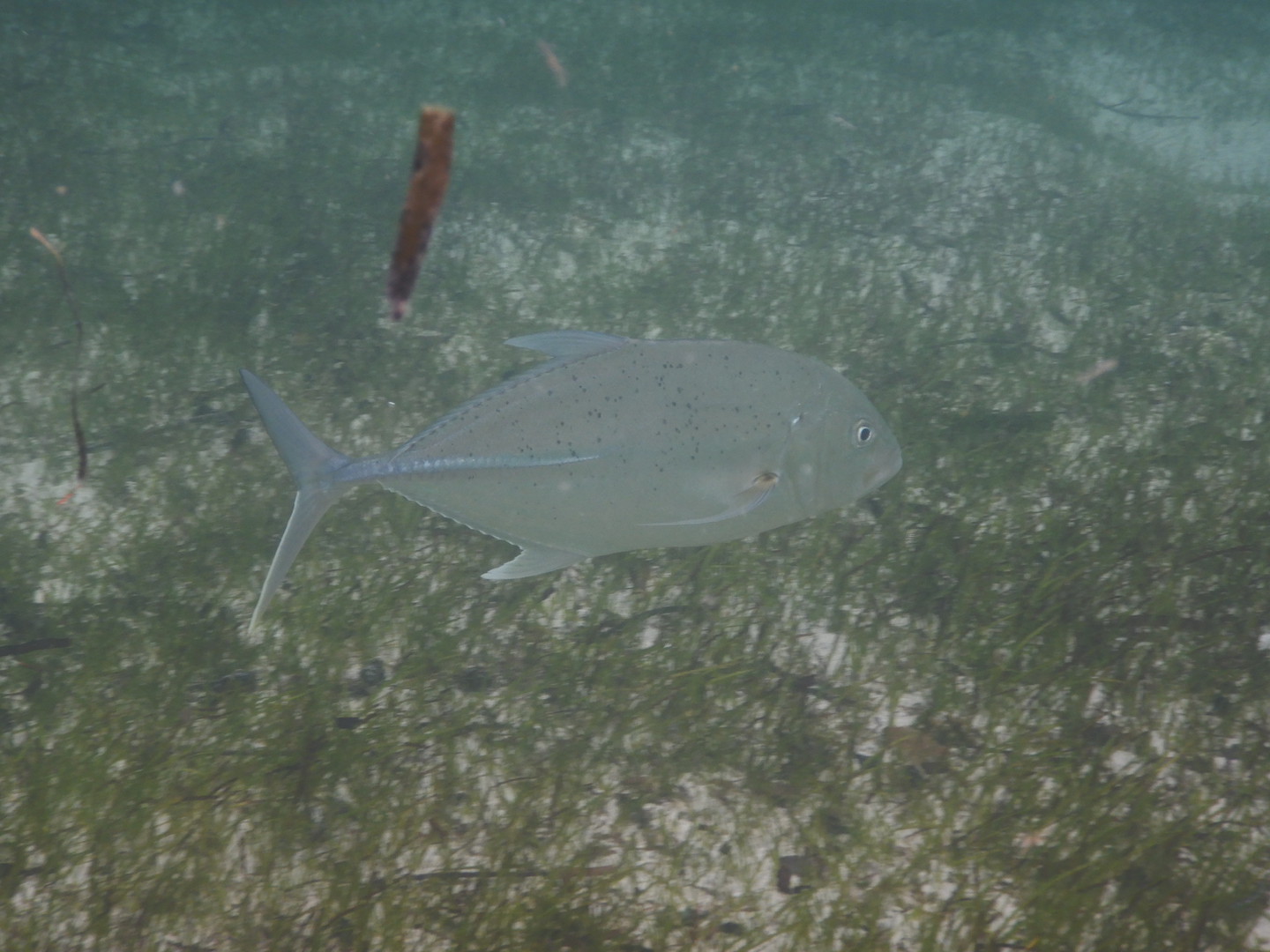 Brassy Trevally (Caranx papuensis)