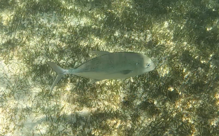 Brassy Trevally (Caranx papuensis)