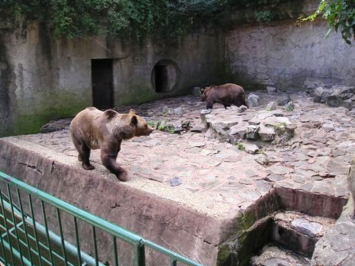 Bratislava (SK) August 2005 Bear