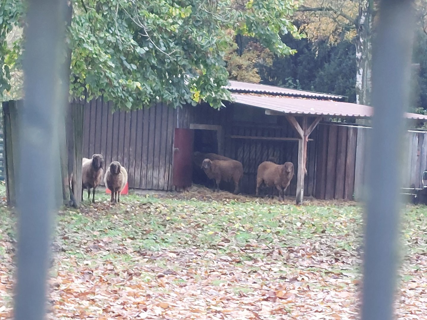 Braune Bergschafe (domesticated sheep breed)(Stadtpark Emsdetten)