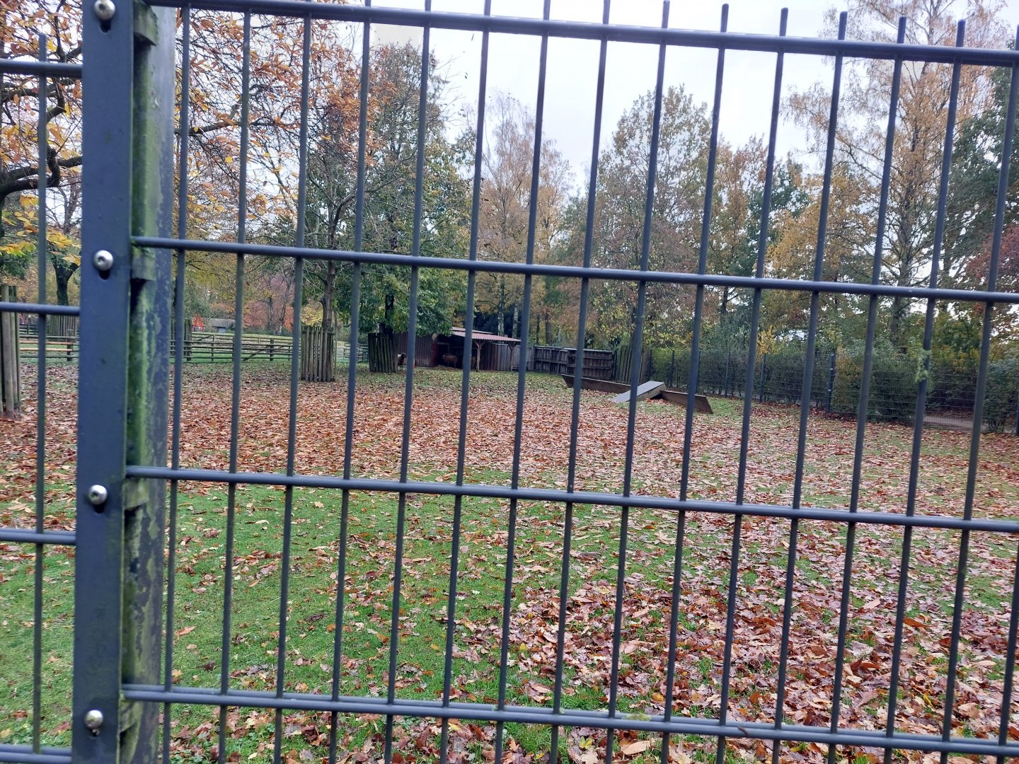 Braunes Bergschaf enclosure (Stadtpark Emsdetten)