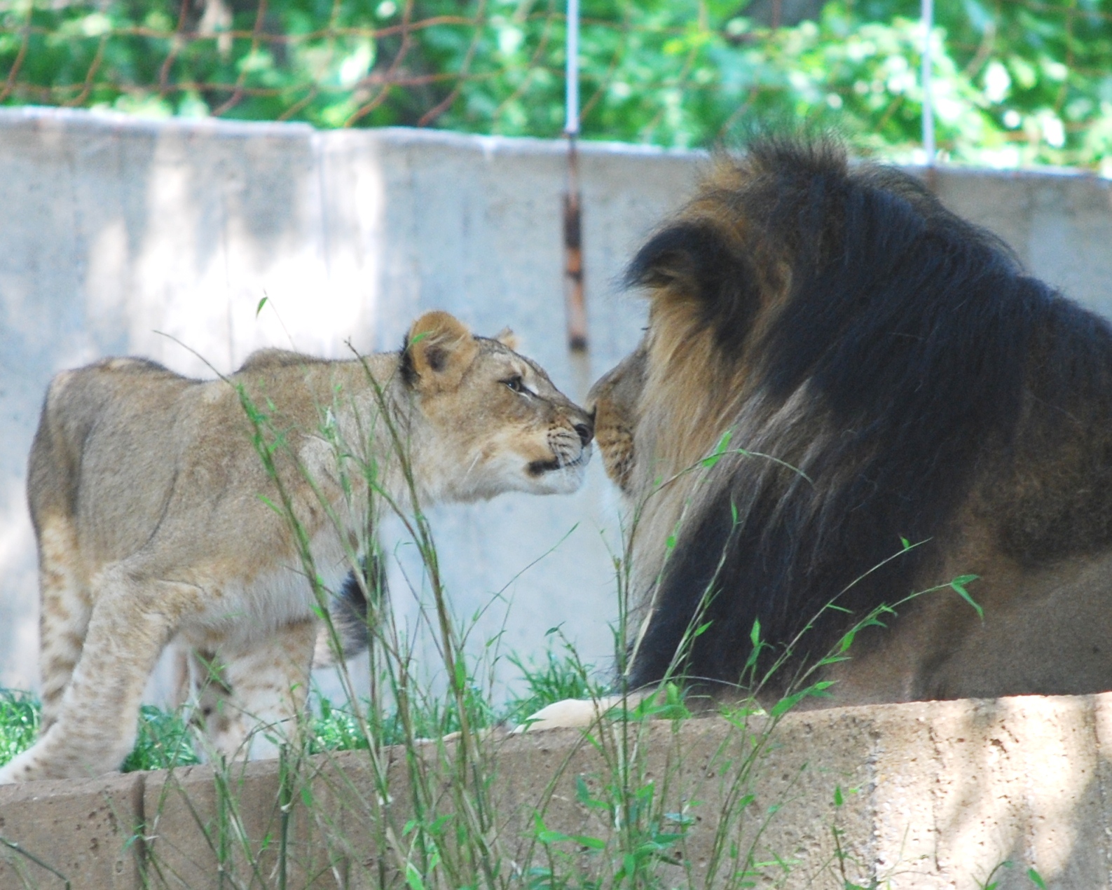 Brave lion cub and Luke go nose-to-nose