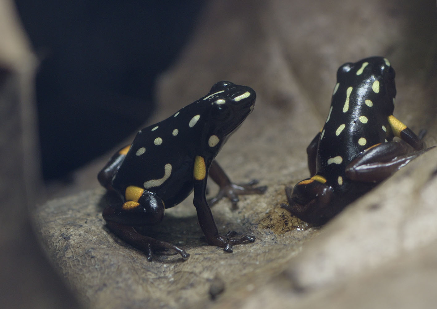 Brazil nut arrow poison frogs