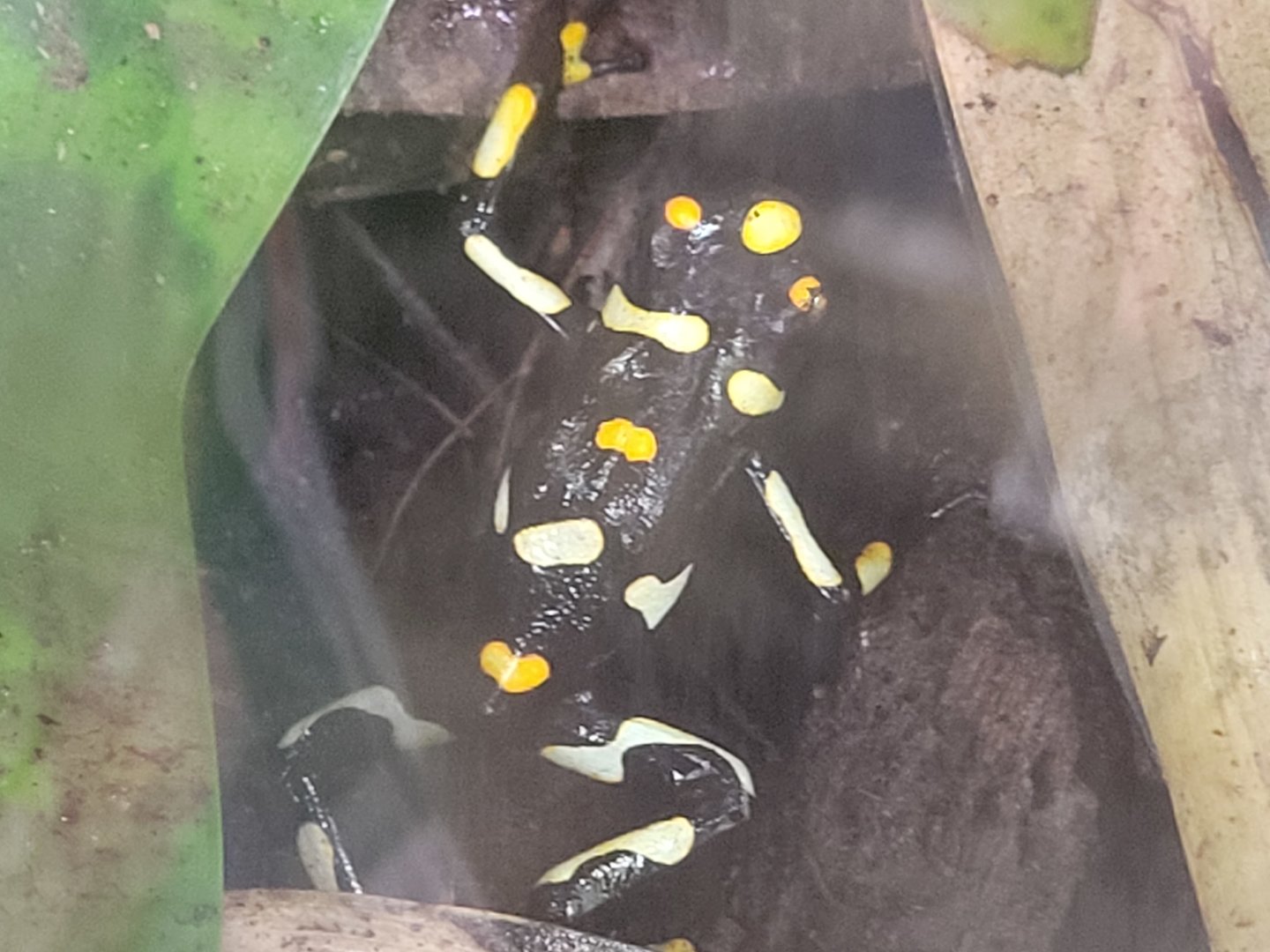 Brazil-Nut Poison Dart Frog(Dendrobates castaneoticus)