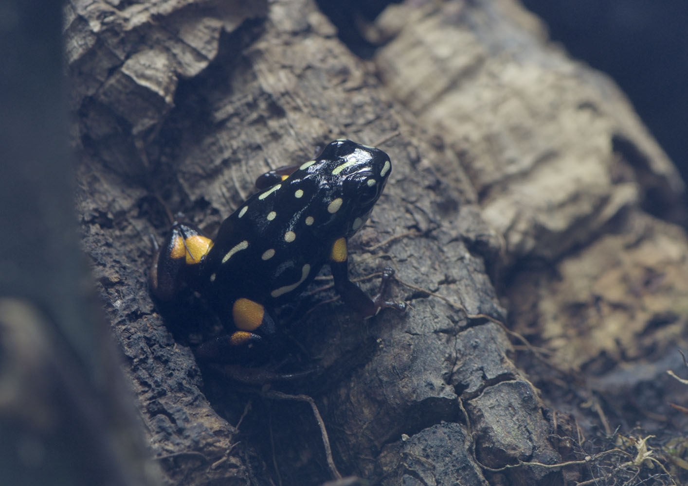 Brazil nut poison dart frog