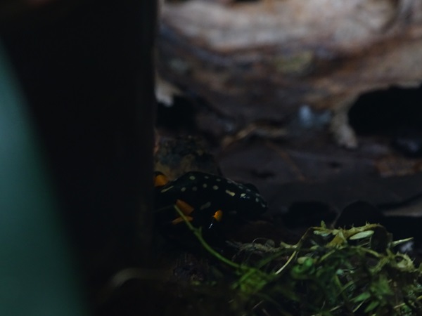 Brazil-nut poison frog (Adelphobates castaneoticus)