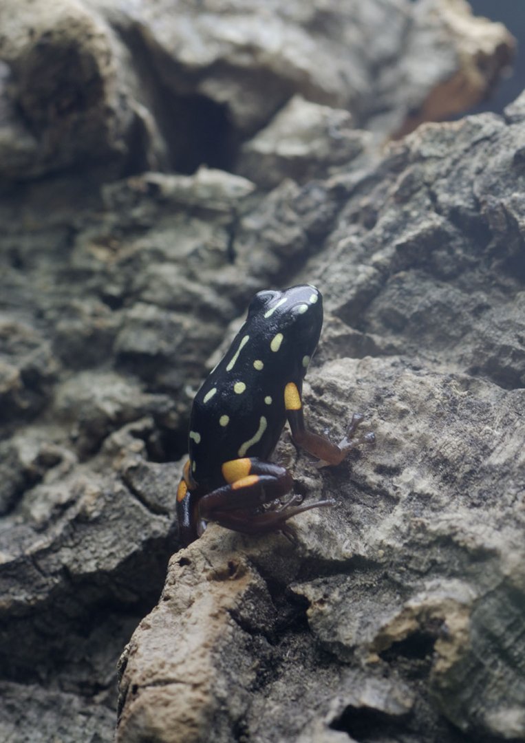 Brazil nut poison frog