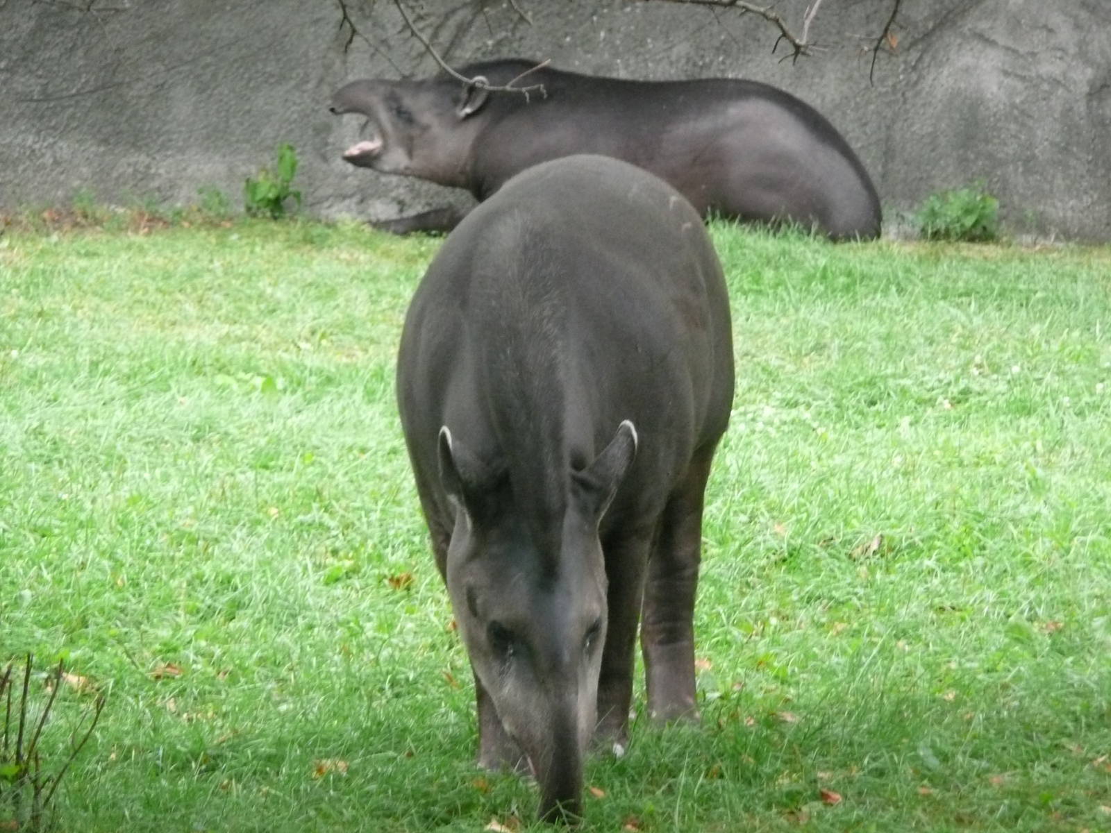 Brazilan Tapir