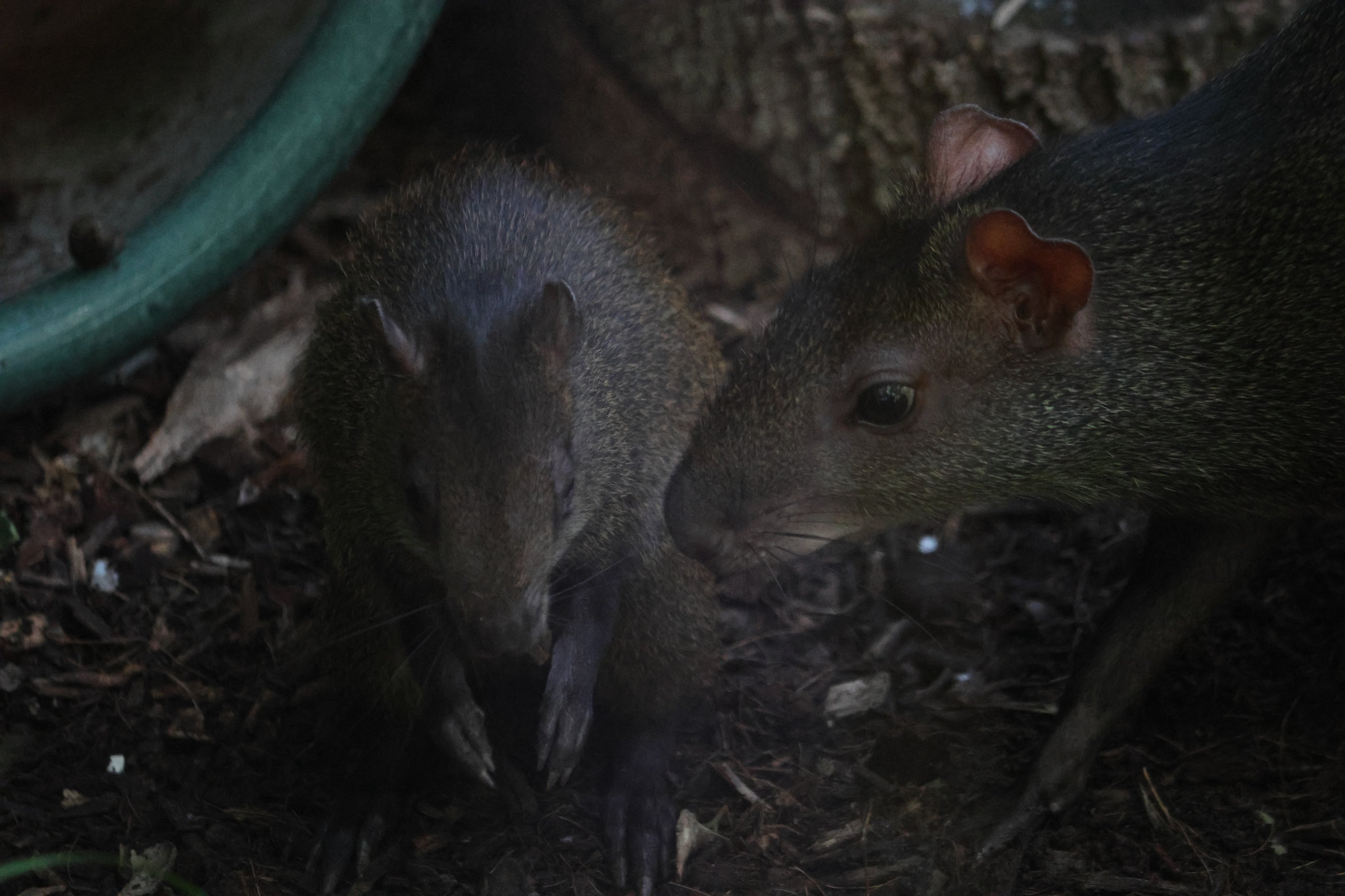 Brazilian Agouti (Dasyprocta leporina) adult and baby