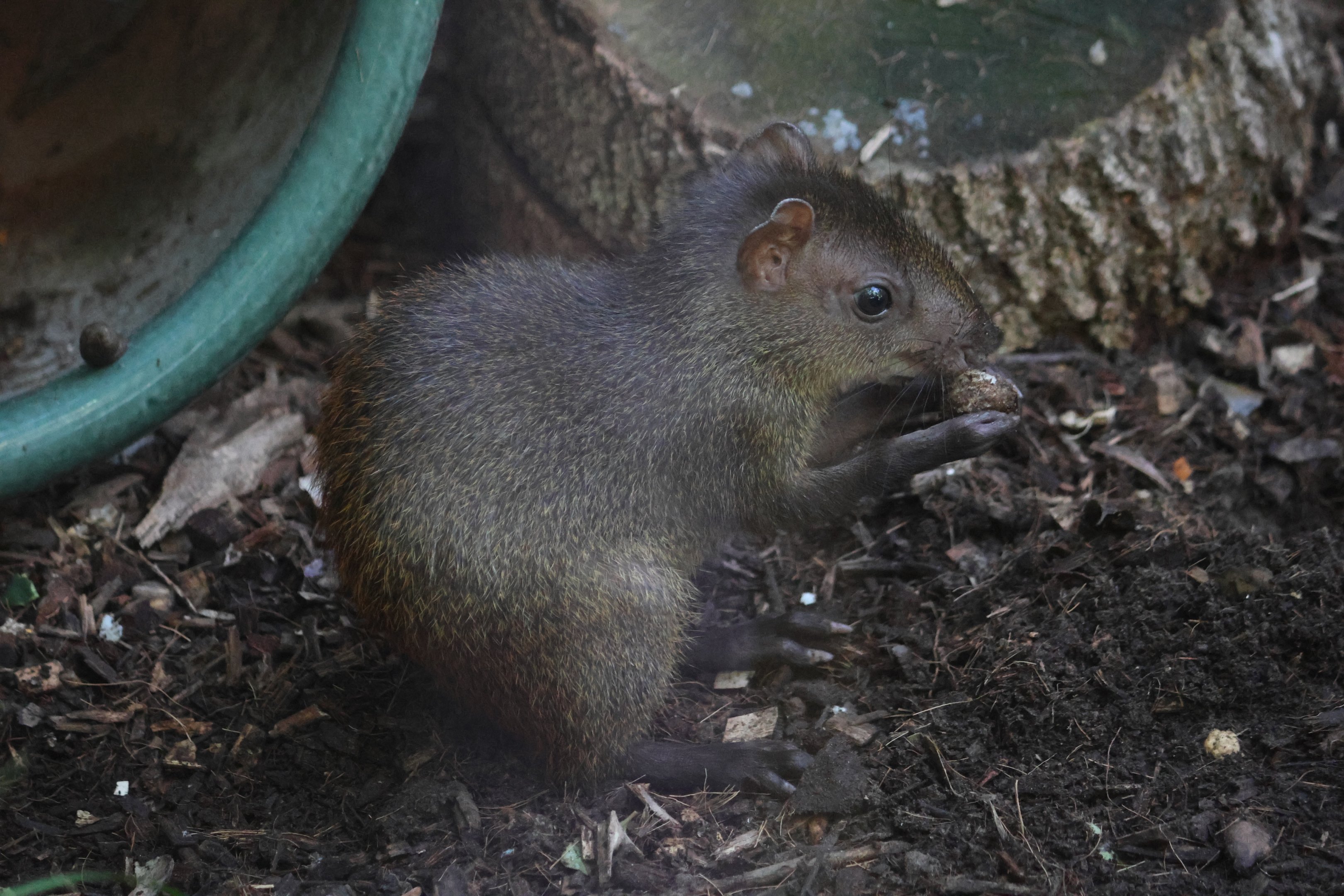 Brazilian Agouti (Dasyprocta leporina) baby
