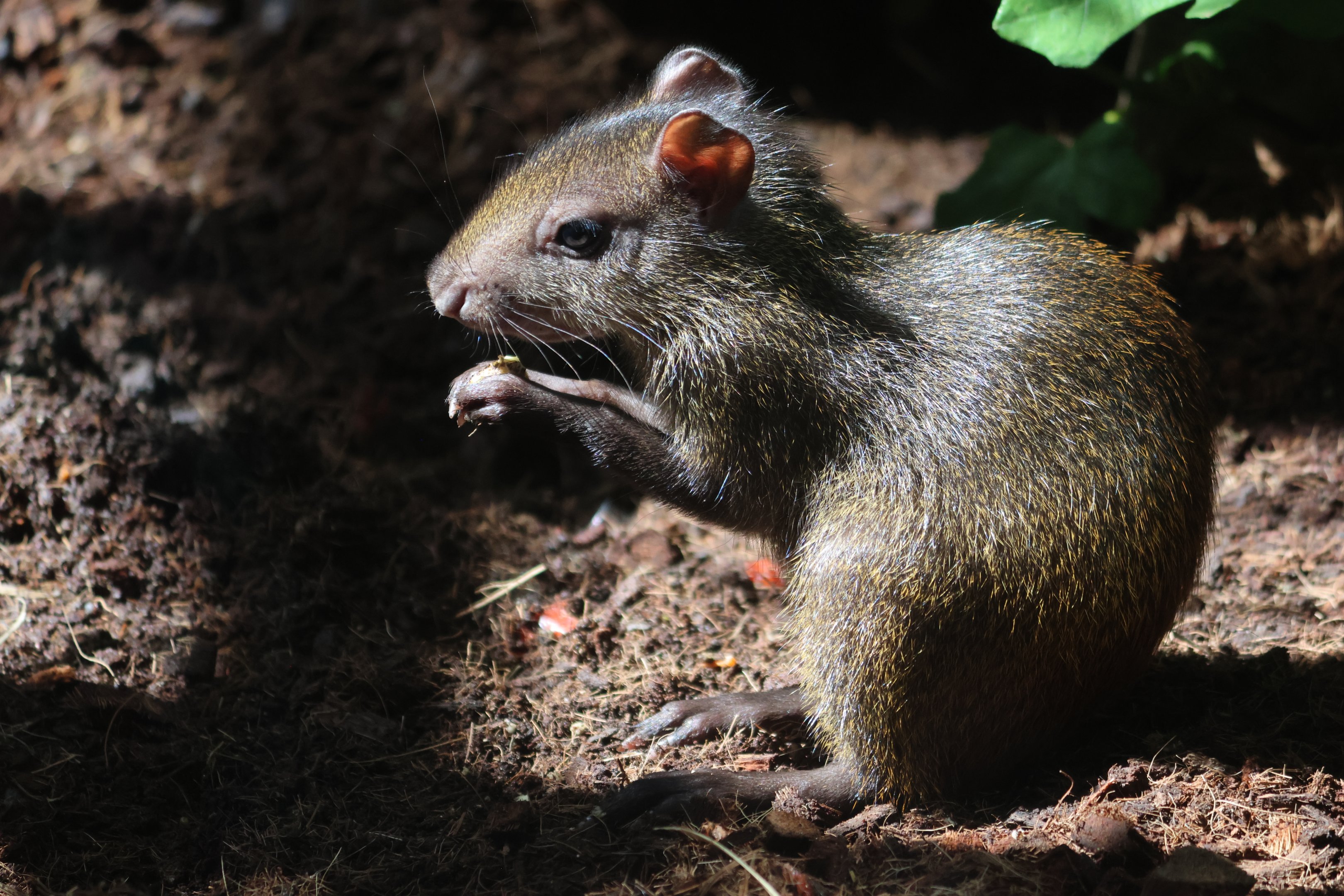 Brazilian Agouti (Dasyprocta leporina) baby