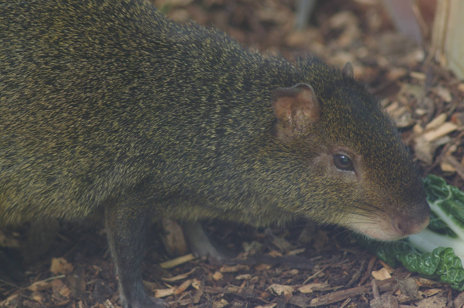 Brazilian agouti (Dasyprocta leporina)