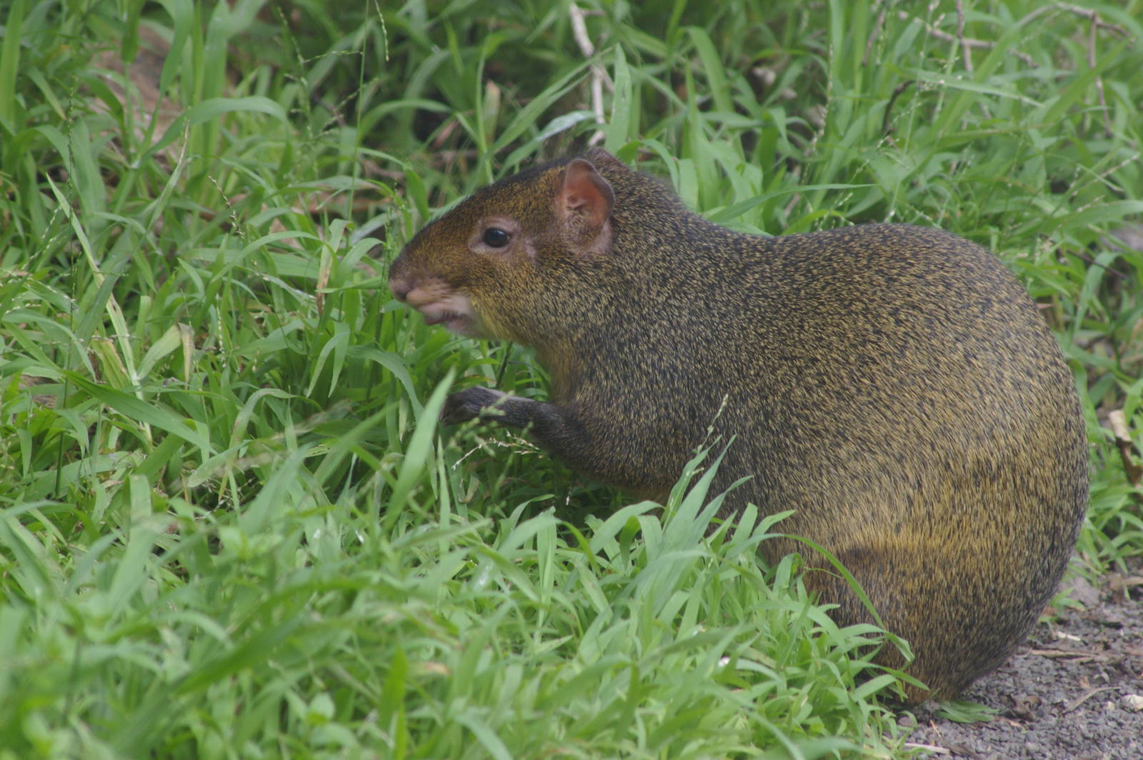 Brazilian agouti (Dasyprocta leporina)