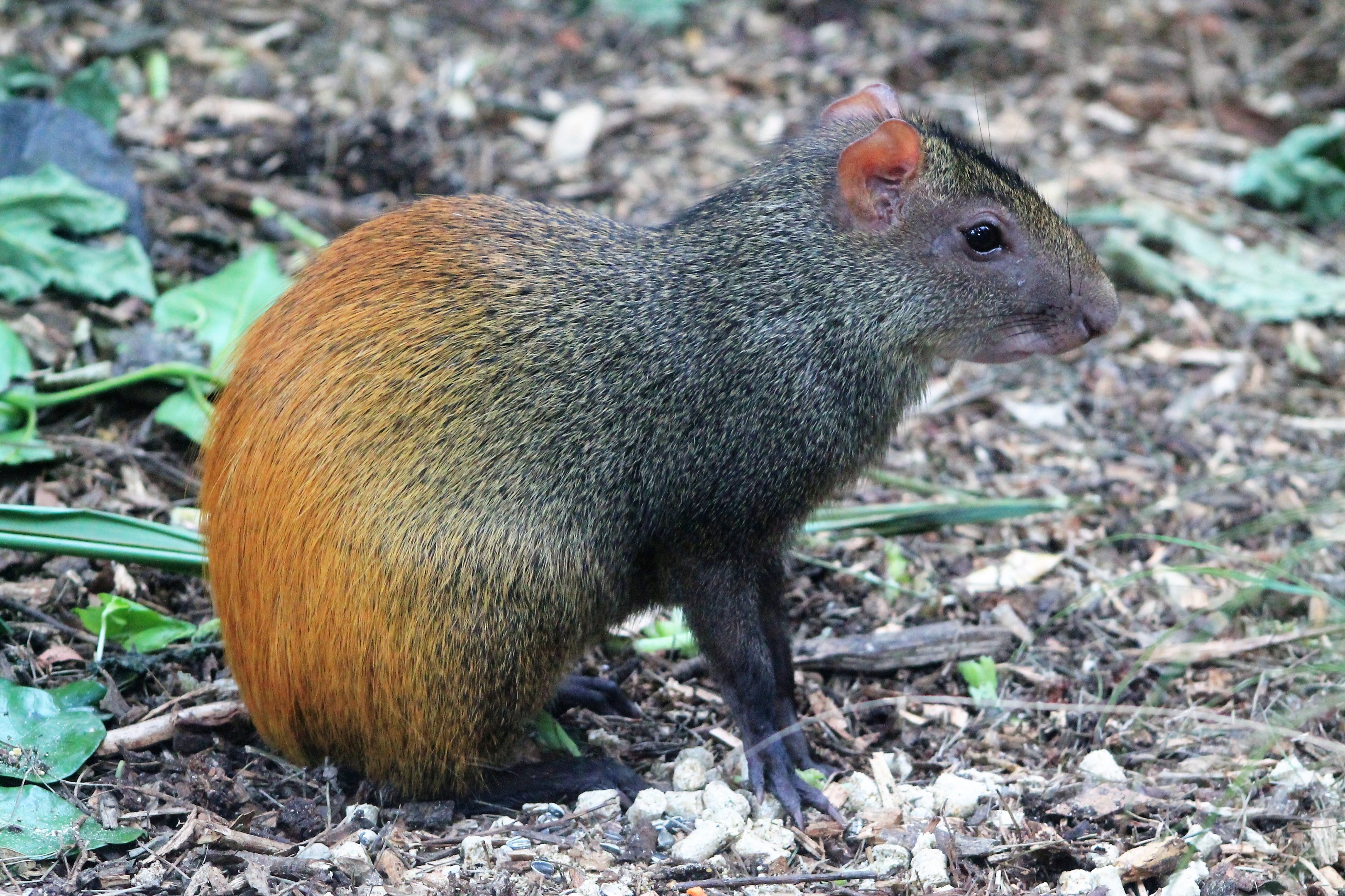 Brazilian Agouti (Dasyprocta leporina)
