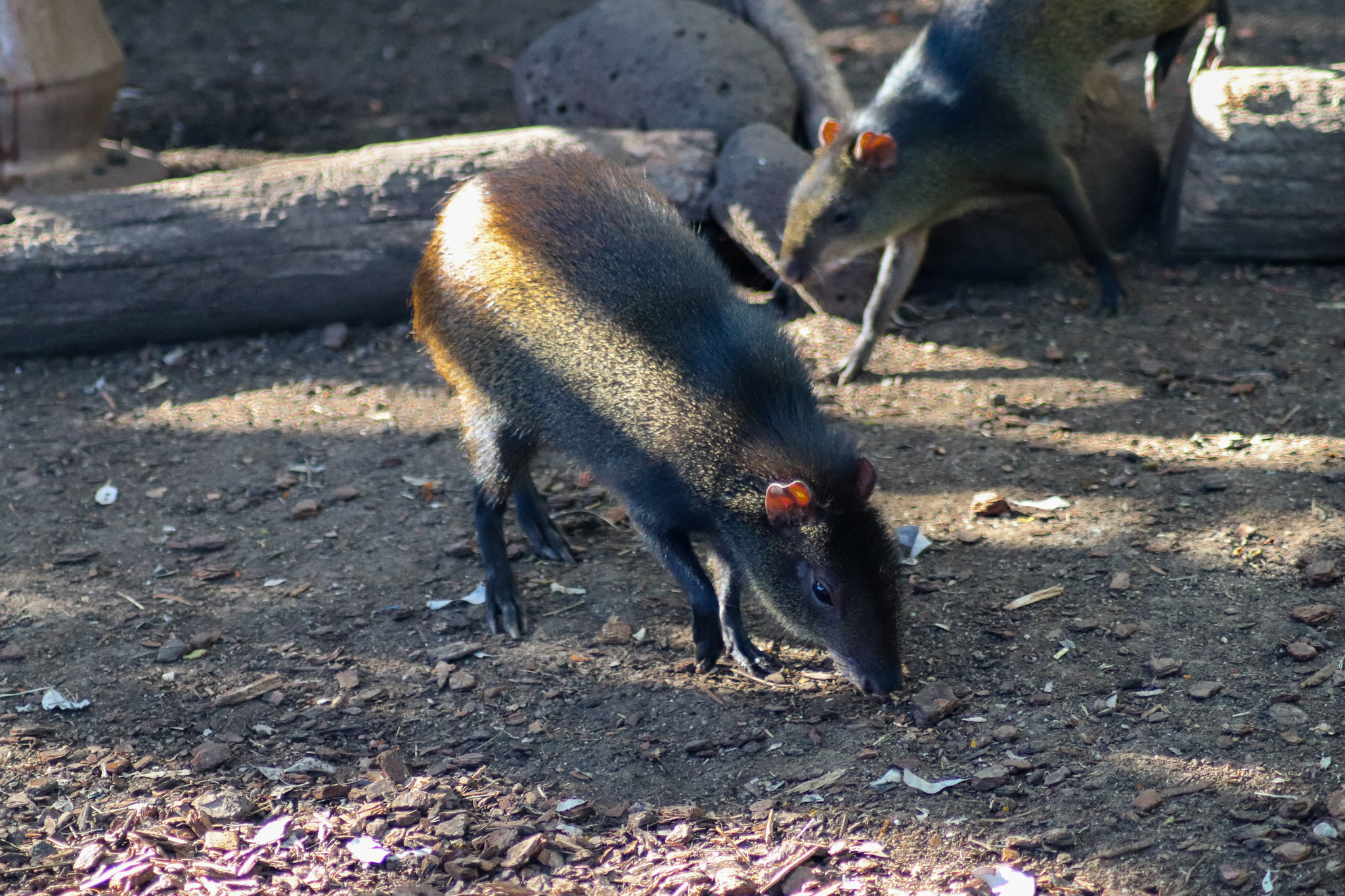 Brazilian Agouti (Dasyprocta leporina)