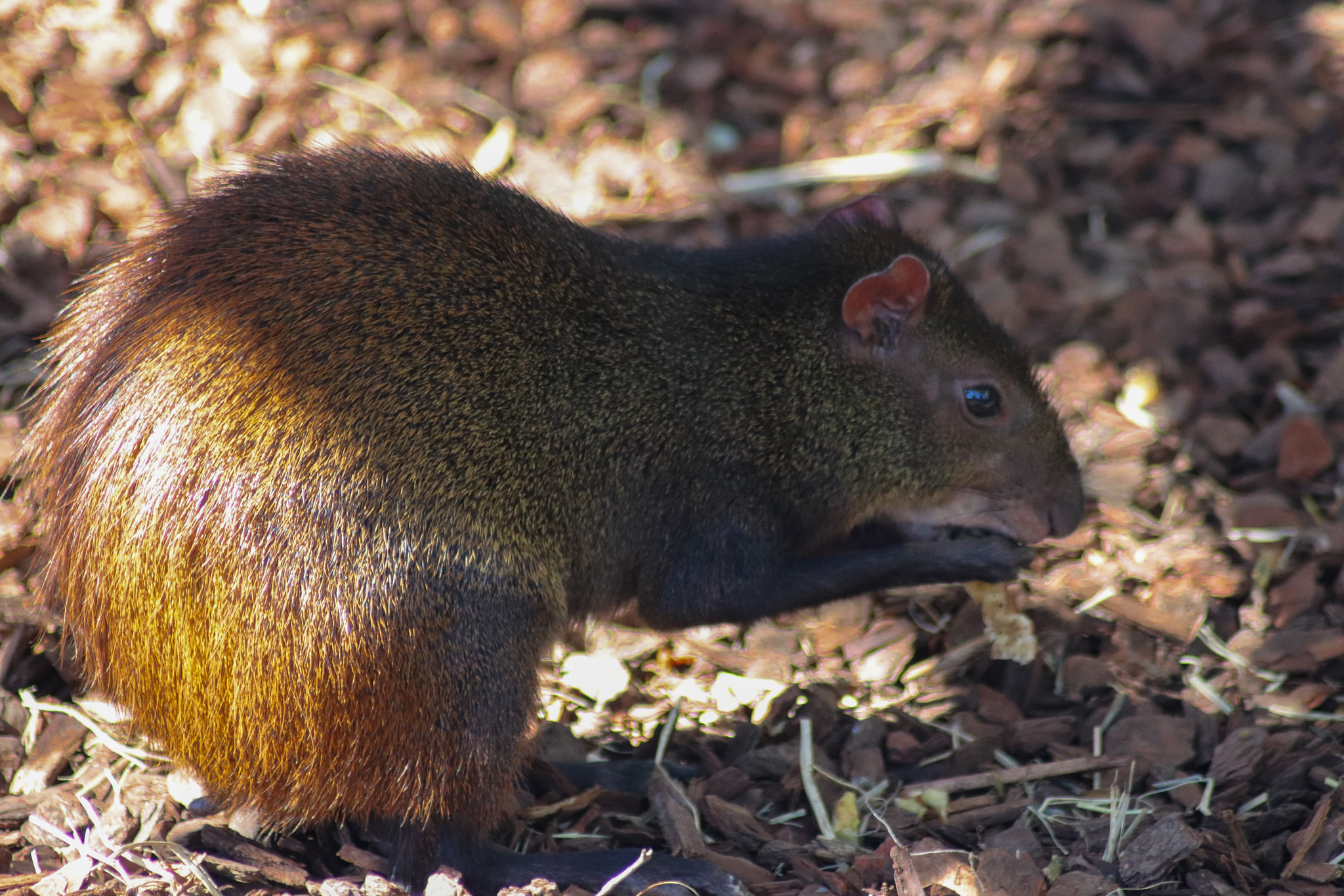 Brazilian Agouti (Dasyprocta leporina)
