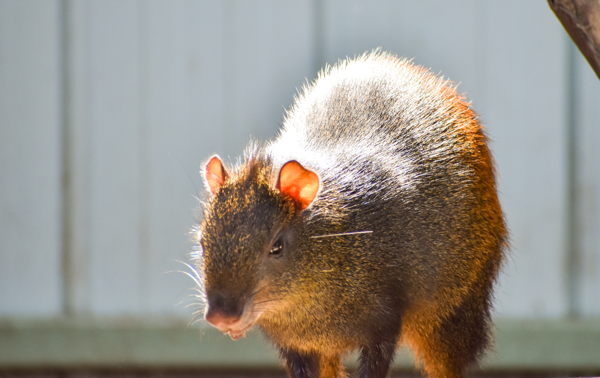 Brazilian Agouti (Dasyprocta leporina)