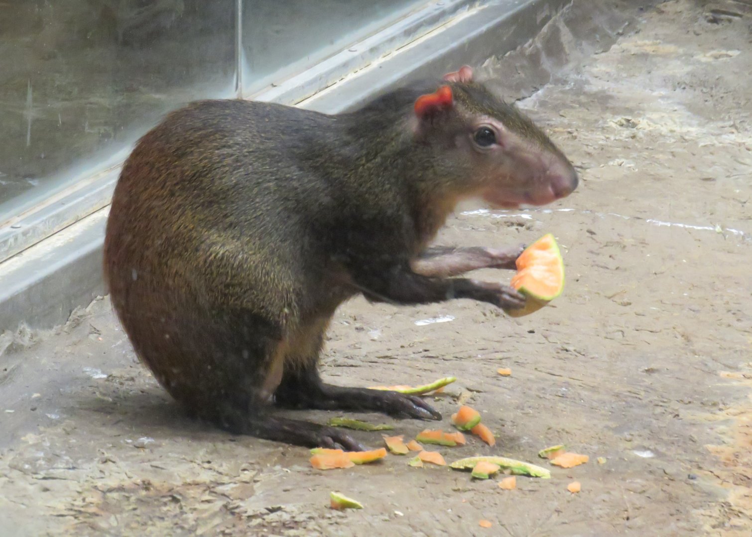 Brazilian agouti eating fruit