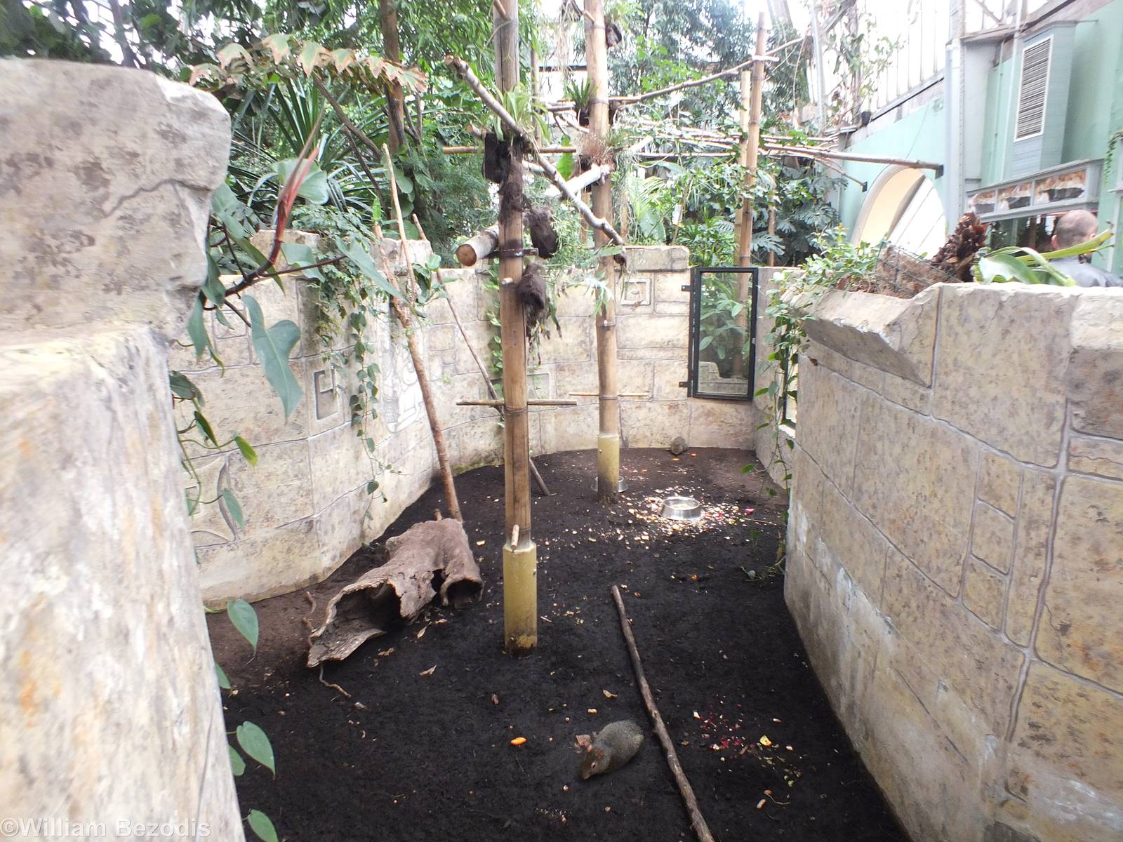 Brazilian Agouti Enclosure - Amazonia Exhibit