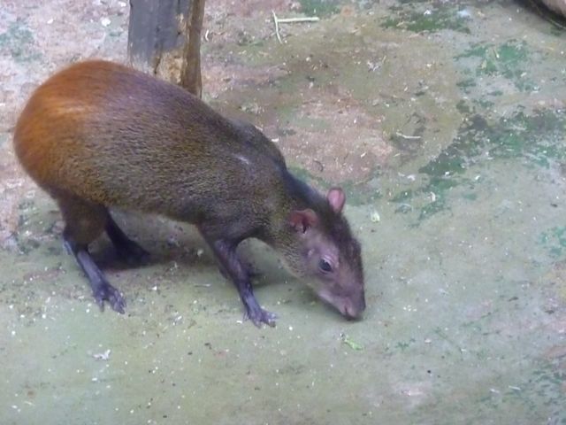 Brazilian Agouti