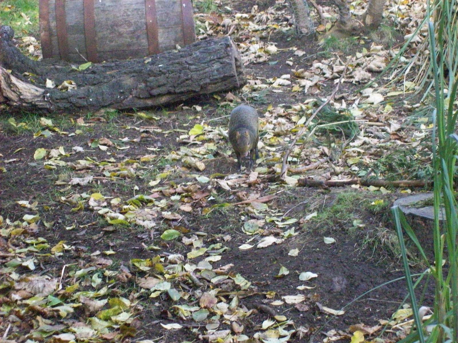 brazilian agouti