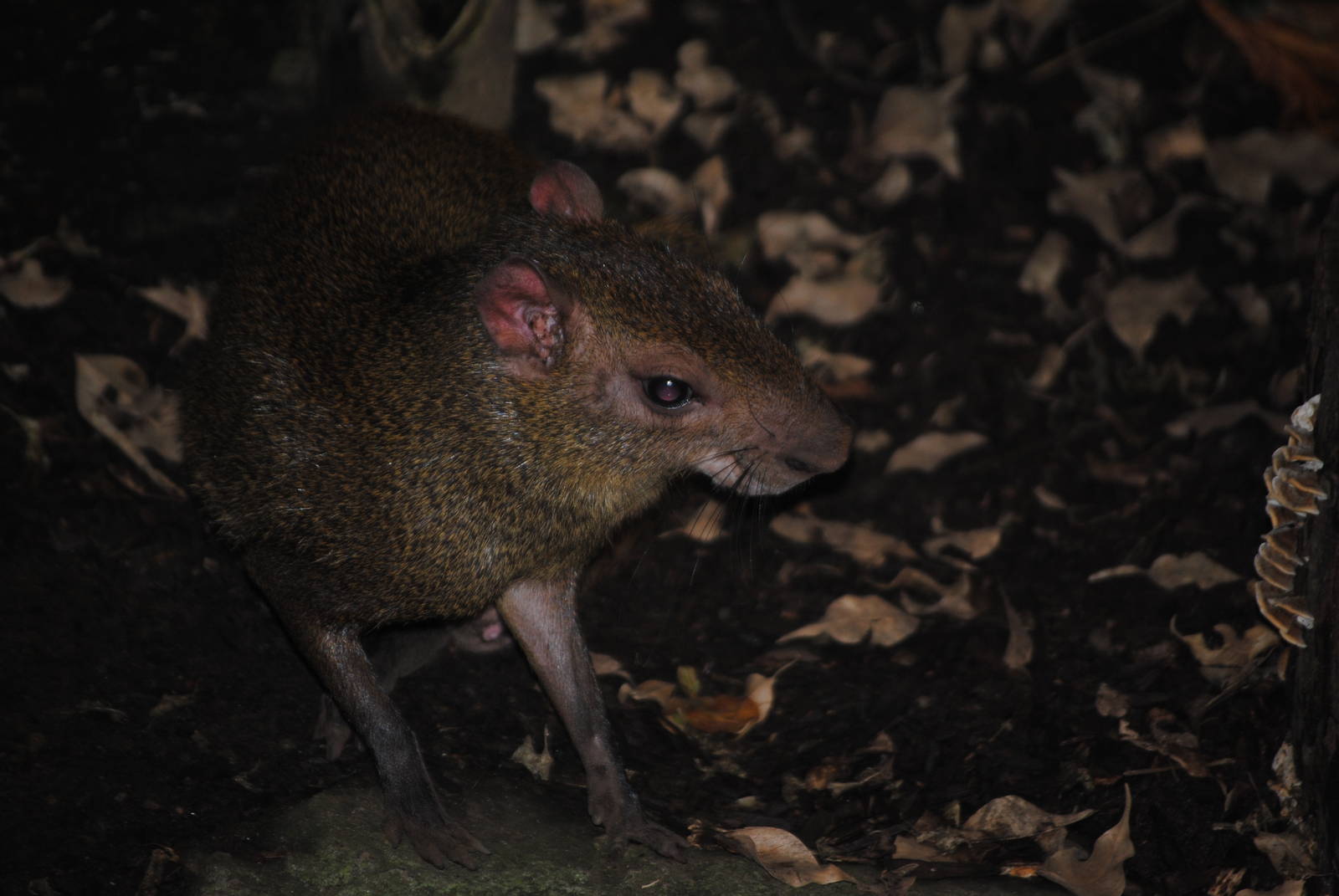 Brazilian Agouti