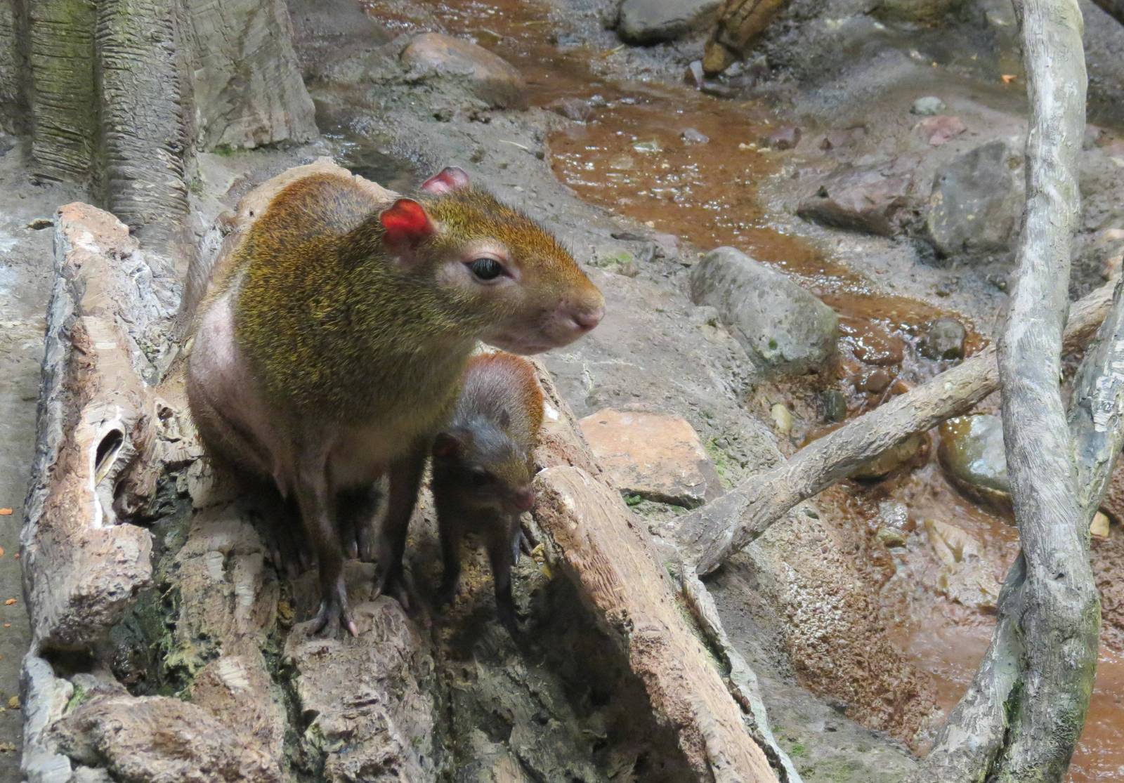 Brazilian Agouti