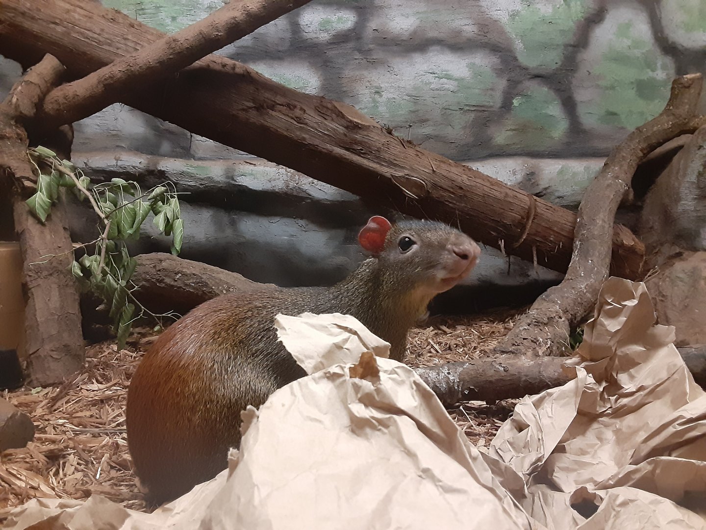 Brazilian Agouti