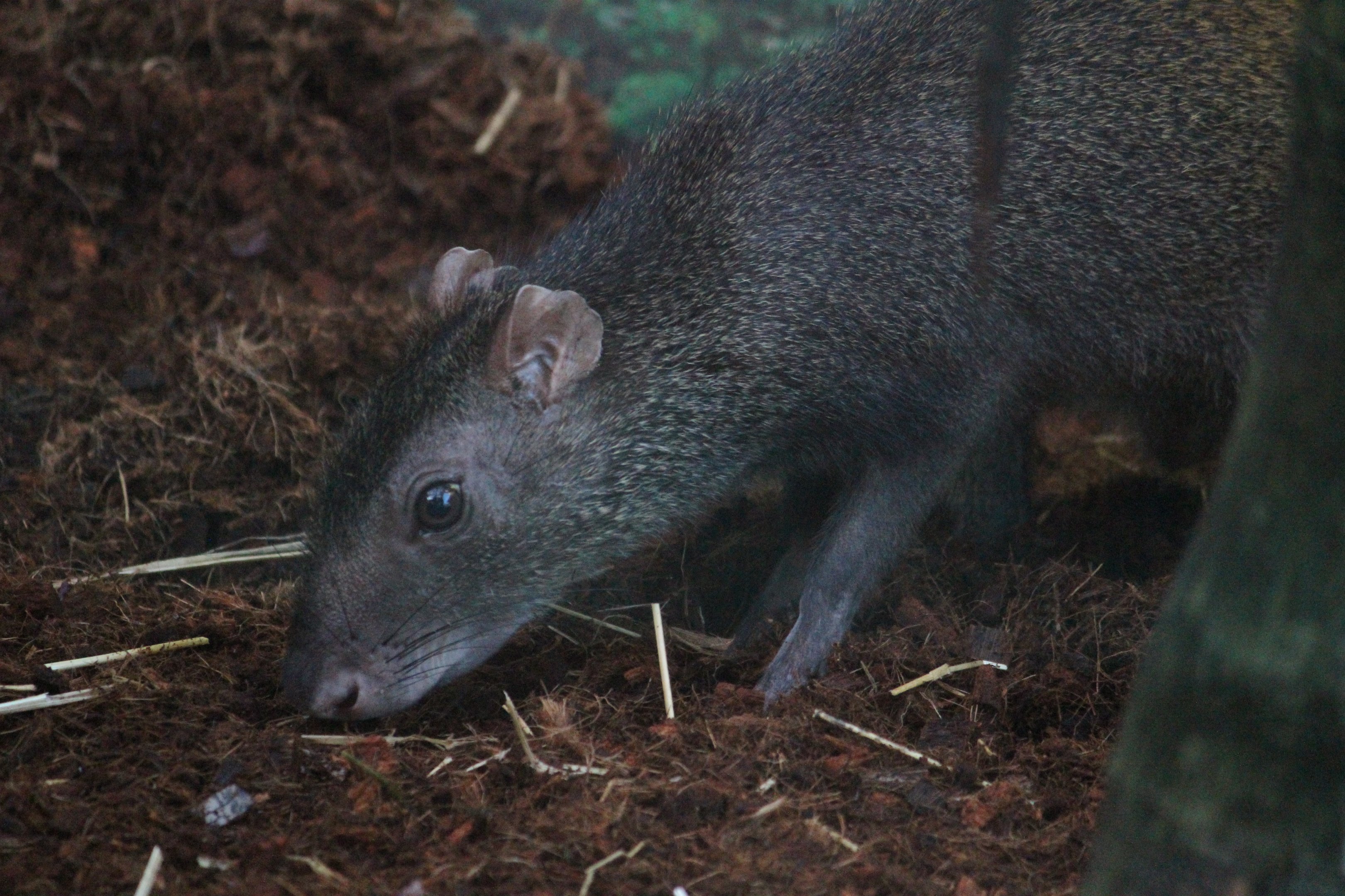 Brazilian Agouti