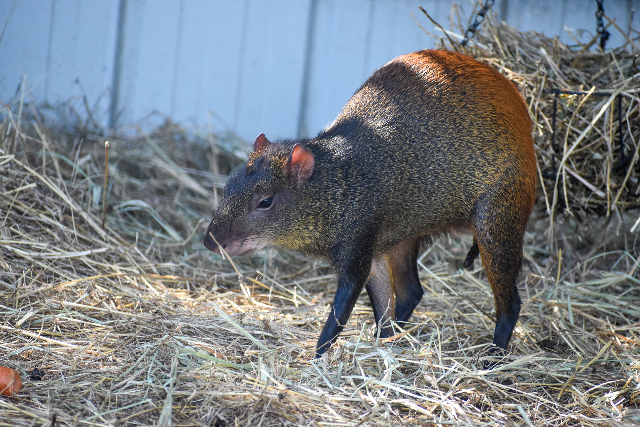 Brazilian Agouti