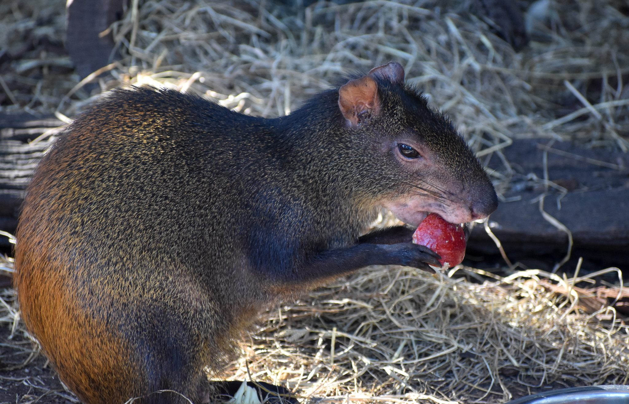 Brazilian Agouti
