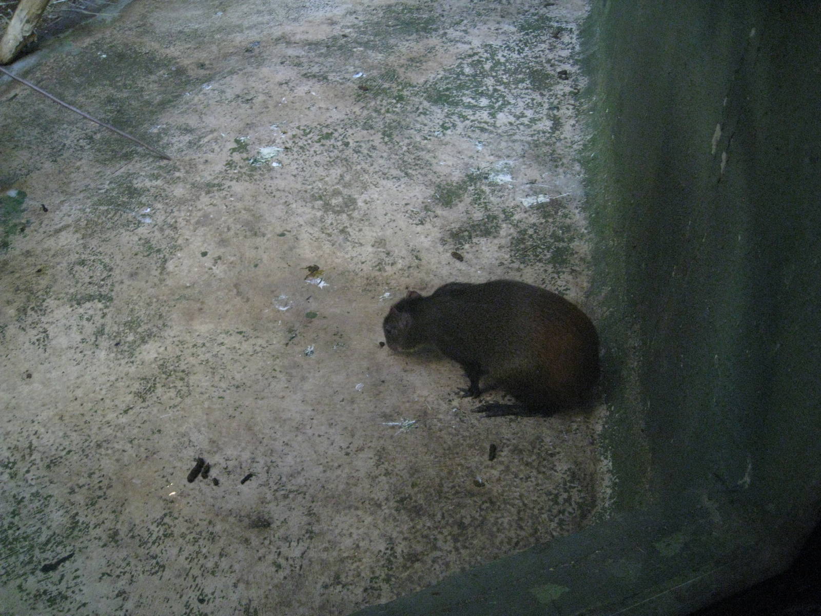 Brazilian Agouti