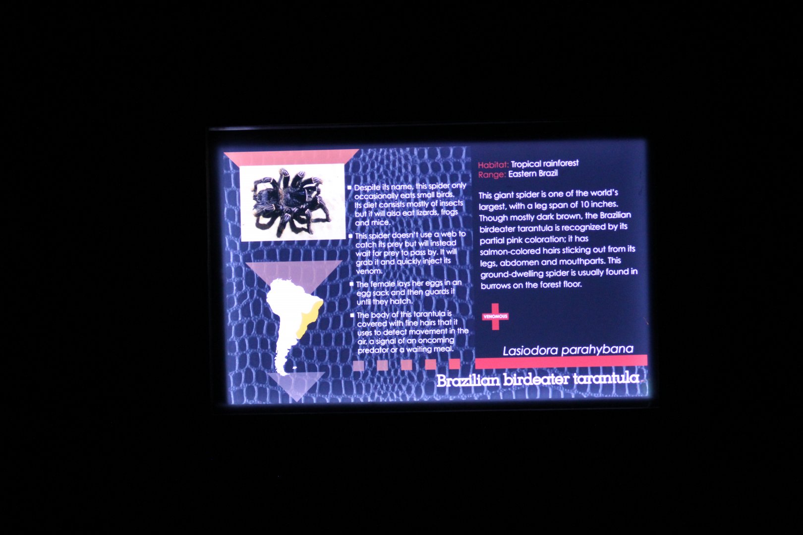 Brazilian Birdeating Spider Signage