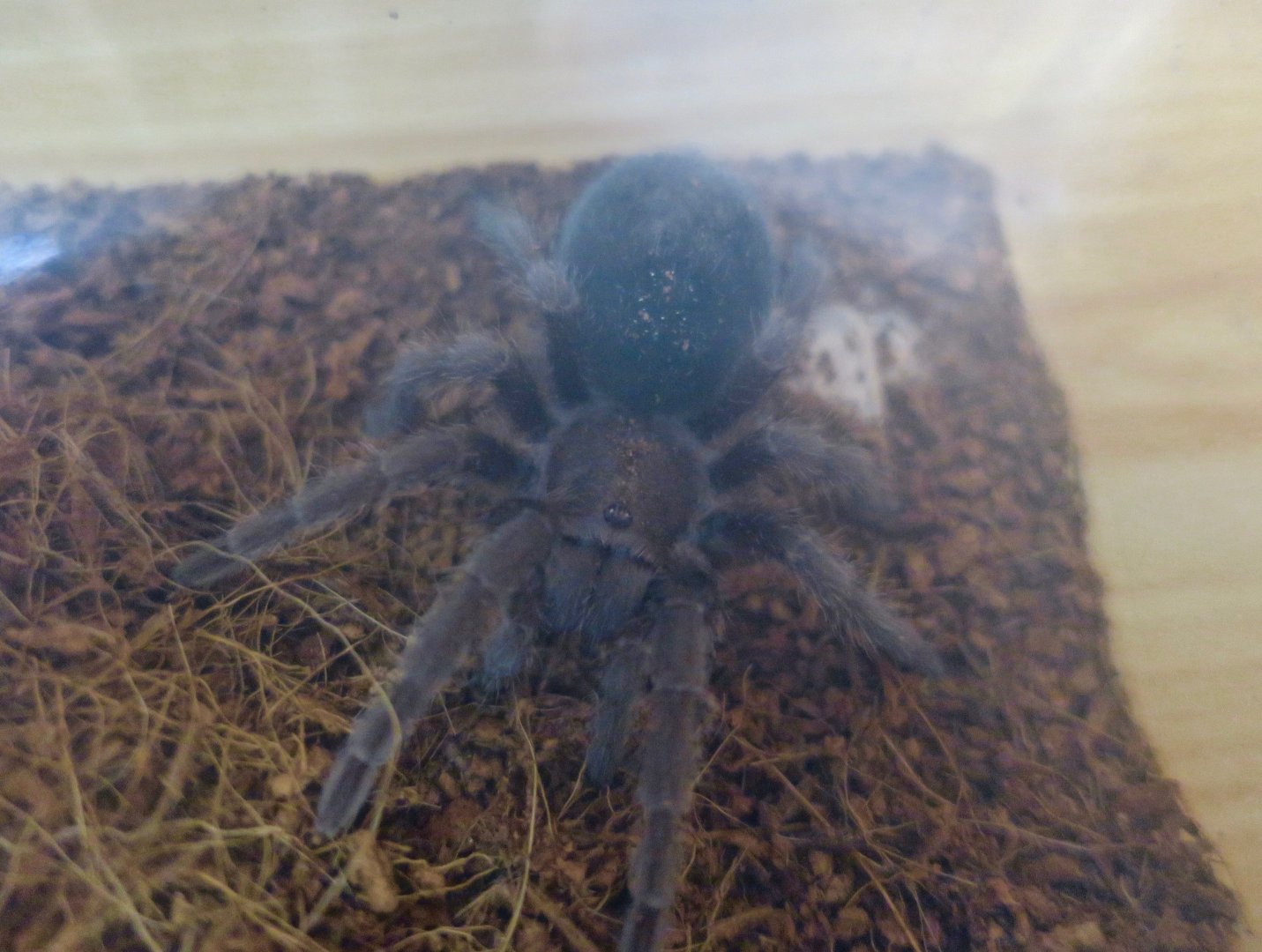 Brazilian Black Tarantula (Grammostola pulchra) spiderling
