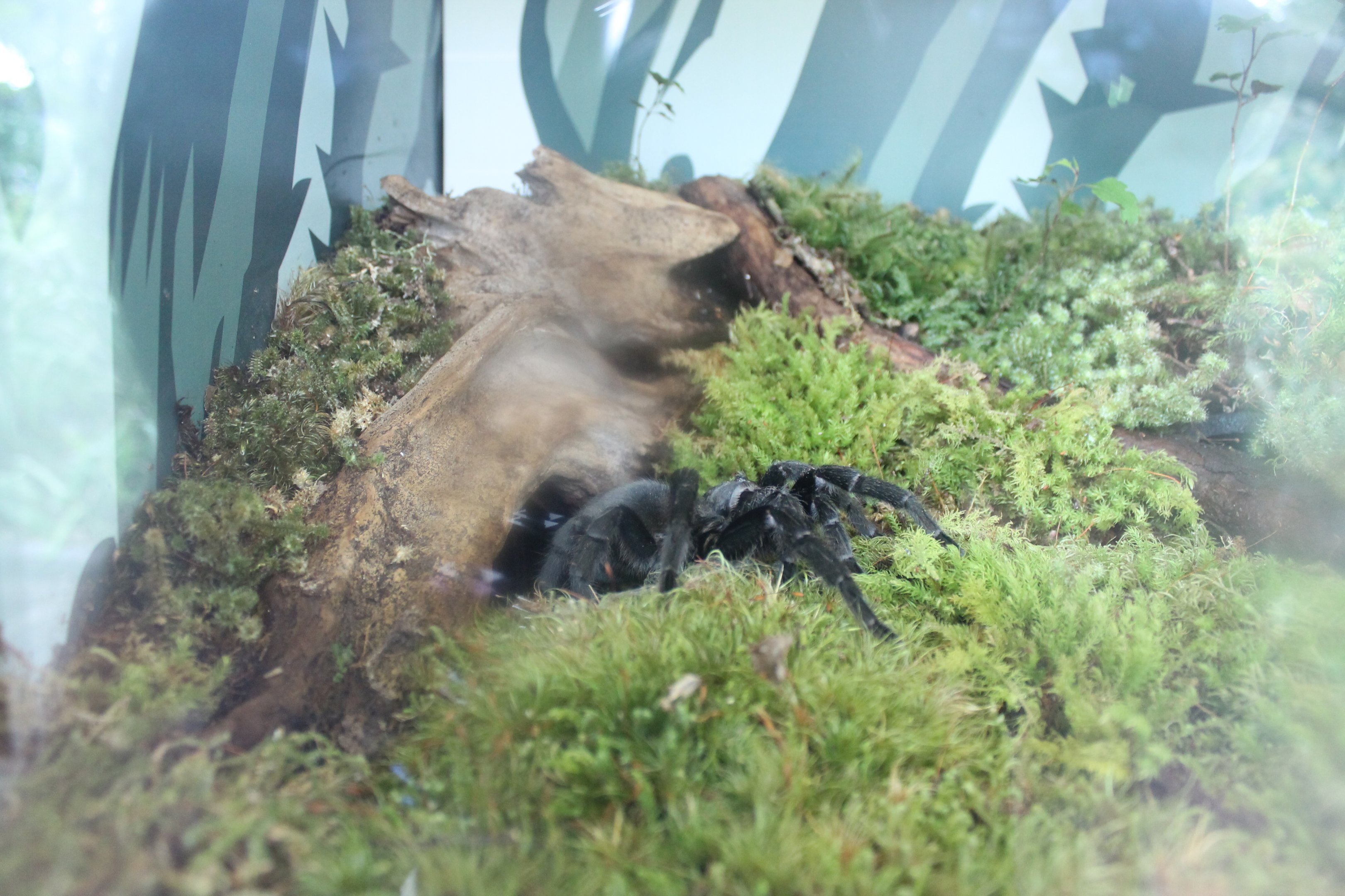 Brazilian Black Tarantula (Grammostola pulchra)