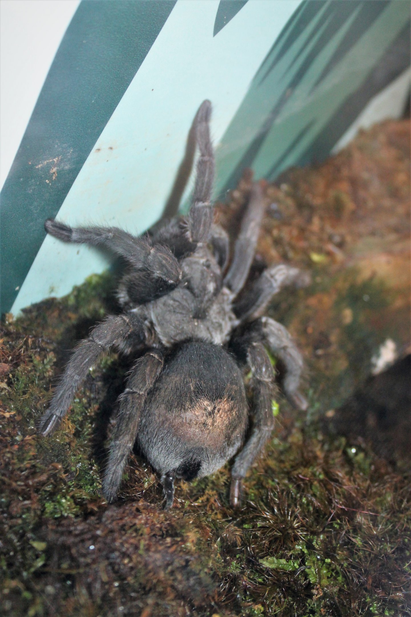 Brazilian Black Tarantula (Grammostola pulchra)