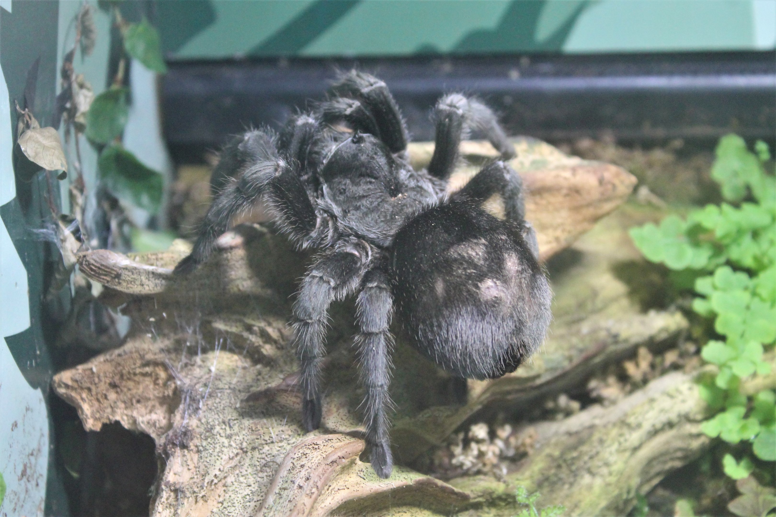 Brazilian Black Tarantula (Grammostola pulchra)