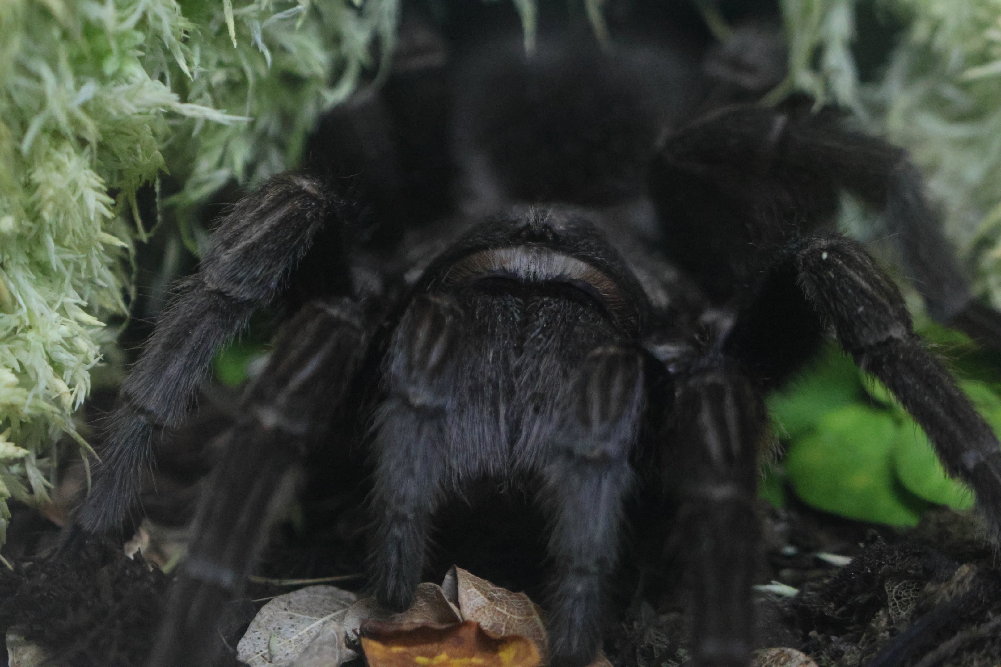 Brazilian Black Tarantula (Grammostola pulchra)