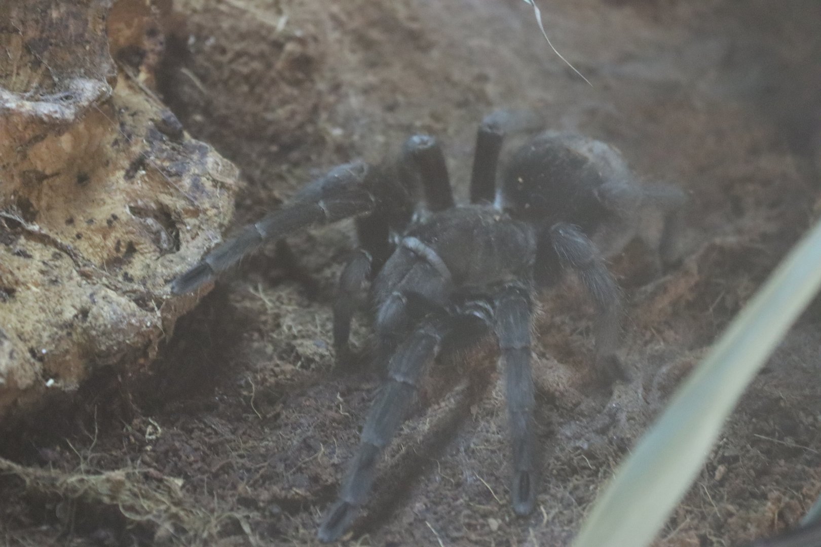 Brazilian Black Tarantula  [Jan 2022]